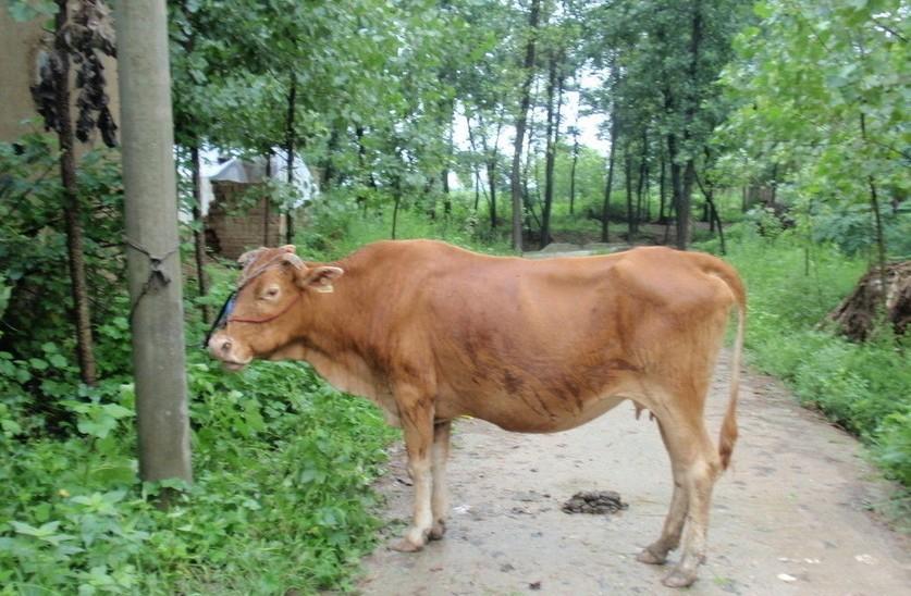 西藏最新求一个套医保卡的黄牛是真的吗方法分析(最方便真实的西藏求一个套医保卡的黄牛是真的吗还是假的方法)